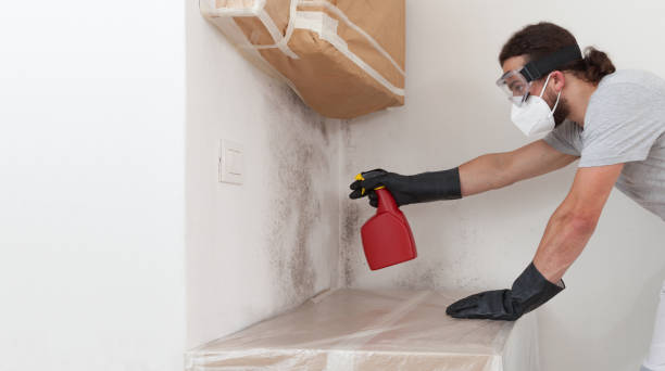 Professional Mold Cleanup technician working in Seguin, TX